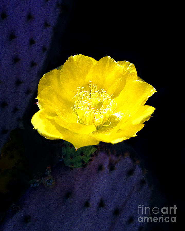 Prickly Pear Blossom Photograph by Douglas Taylor