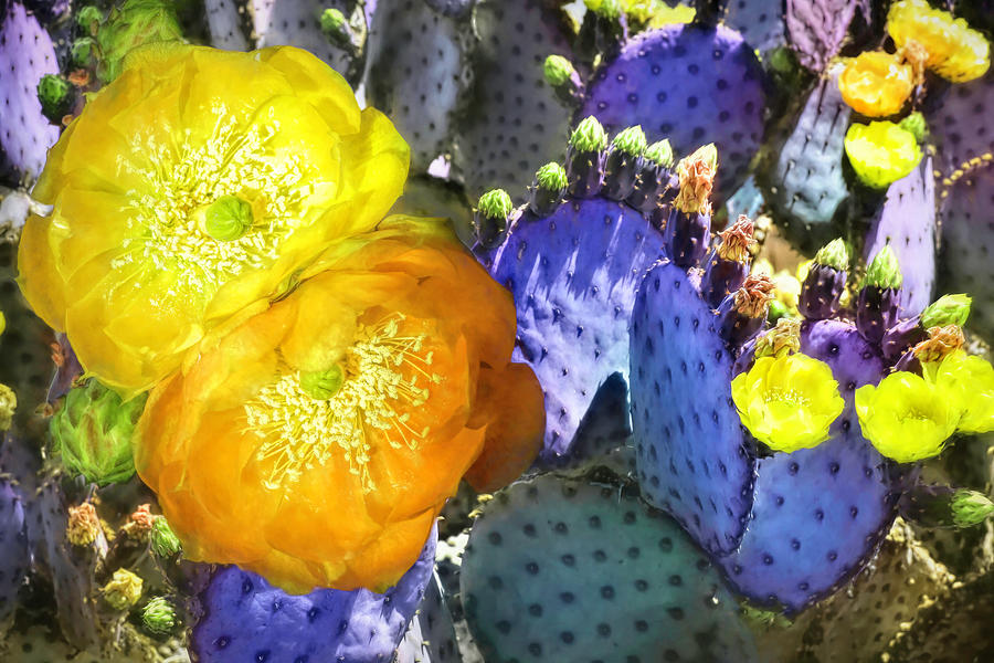 Prickly Pear Buds and Blooms Photograph by Donna Kennedy