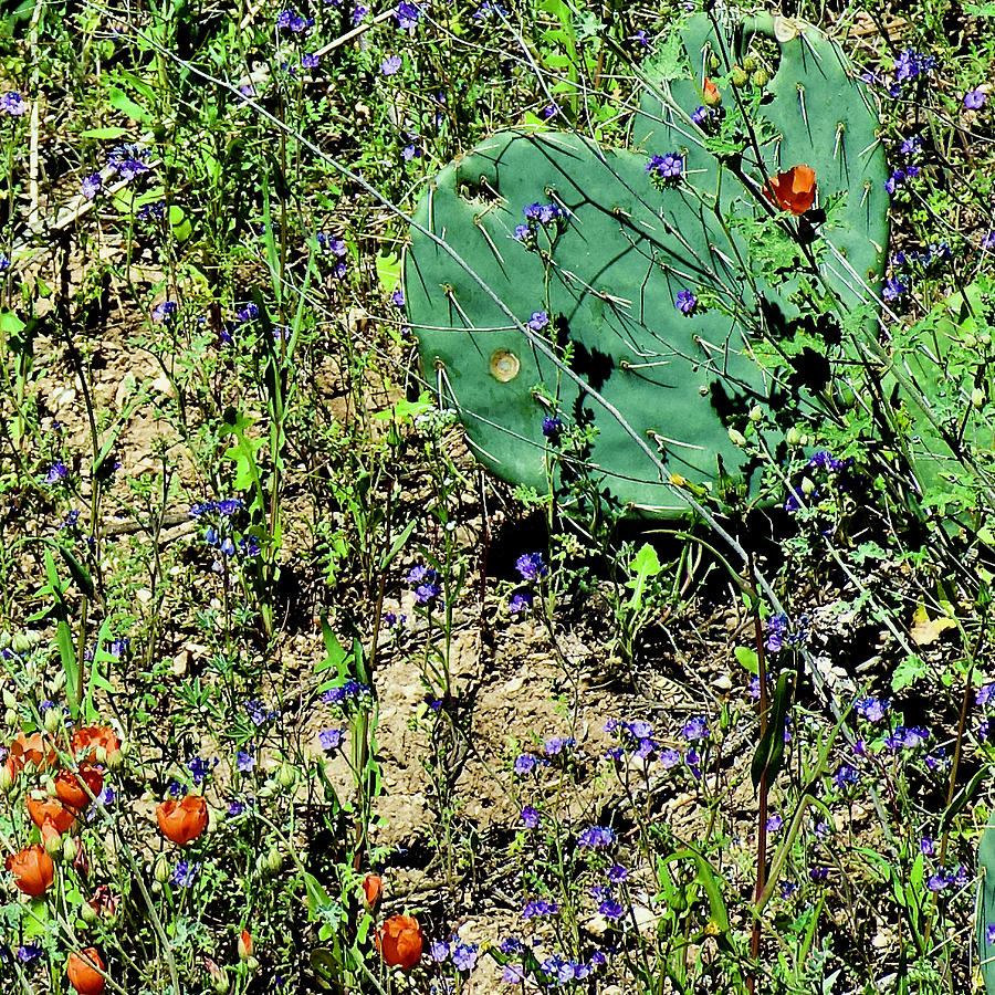 Prickly Pear Cacti and Desert Wildflowers in Sabino Canyon in Coronado National Forest, a Photograph by Ruth Hager