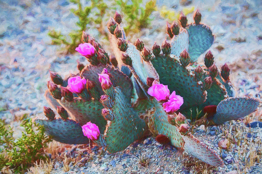 Nature Photograph - Prickly Pear Cacti at springtime Arizona by Tatiana Travelways