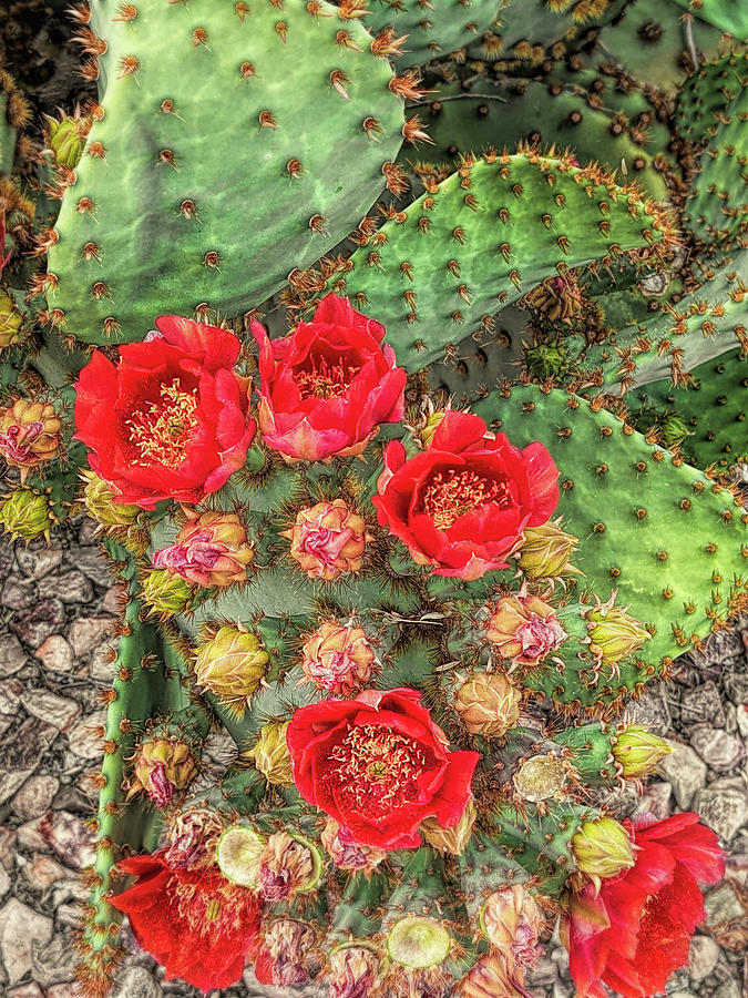 Prickly Pear Cacti Red Flowers Photograph by Jennie Marie Schell