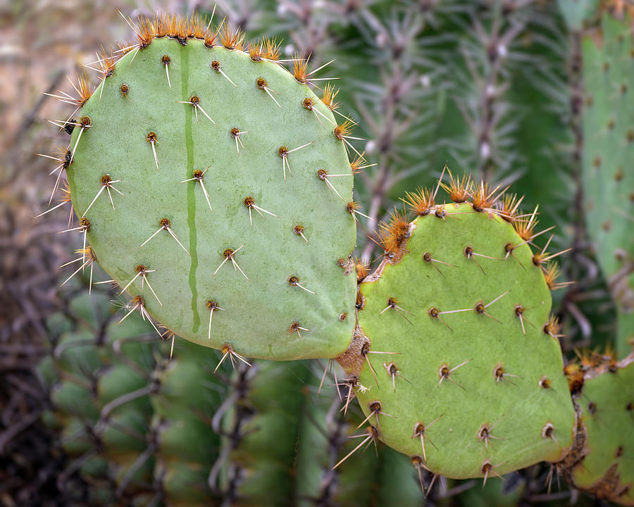 Prickly Pear Cactus 24587 Photograph