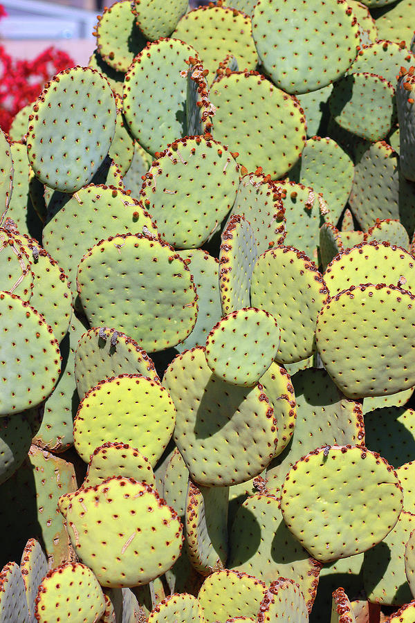 Prickly Pear Cactus About To Bud Digital Art by Tom Janca