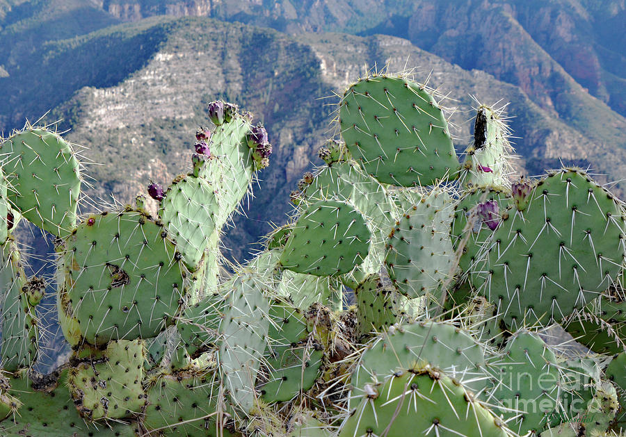 Prickly Pear Cactus at Sycamore Canyon Photograph by Debby Pueschel