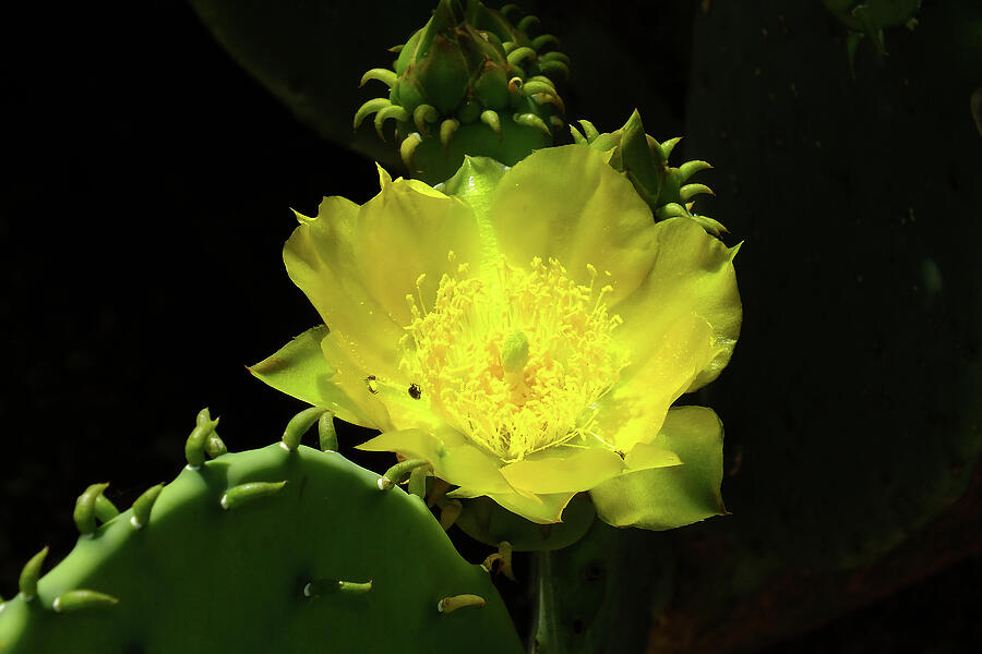 Prickly Pear Cactus Flower Photograph - Prickly Pear Cactus Bloom and Bud by Bill Morgenstern