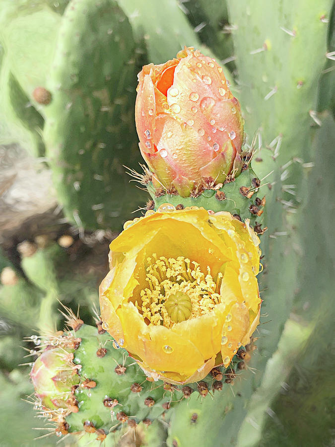 Prickly Pear Cactus Bloom Photograph by Jennifer Grossnickle