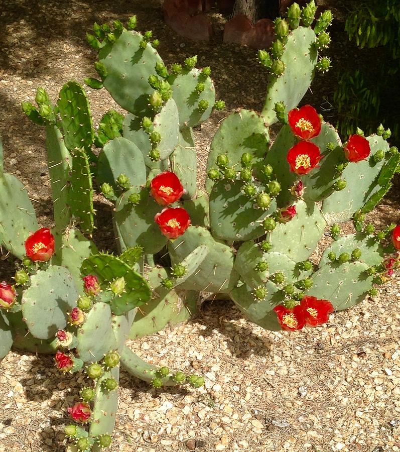 Prickly Pear Cactus Blossoms Photograph By Terry Groben 