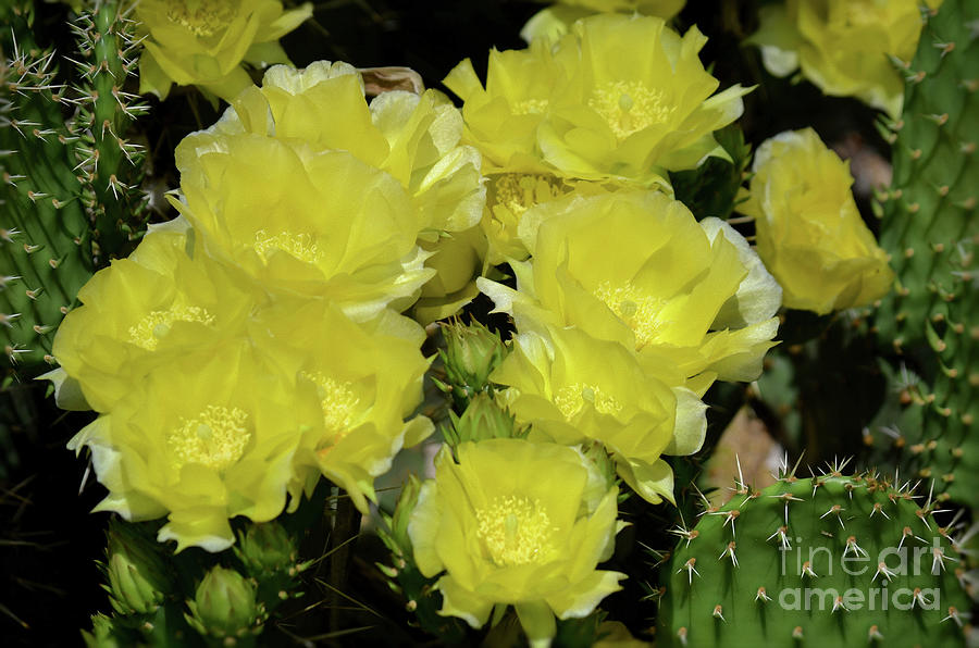 Prickly Pear Cactus Photograph by Deb Halloran
