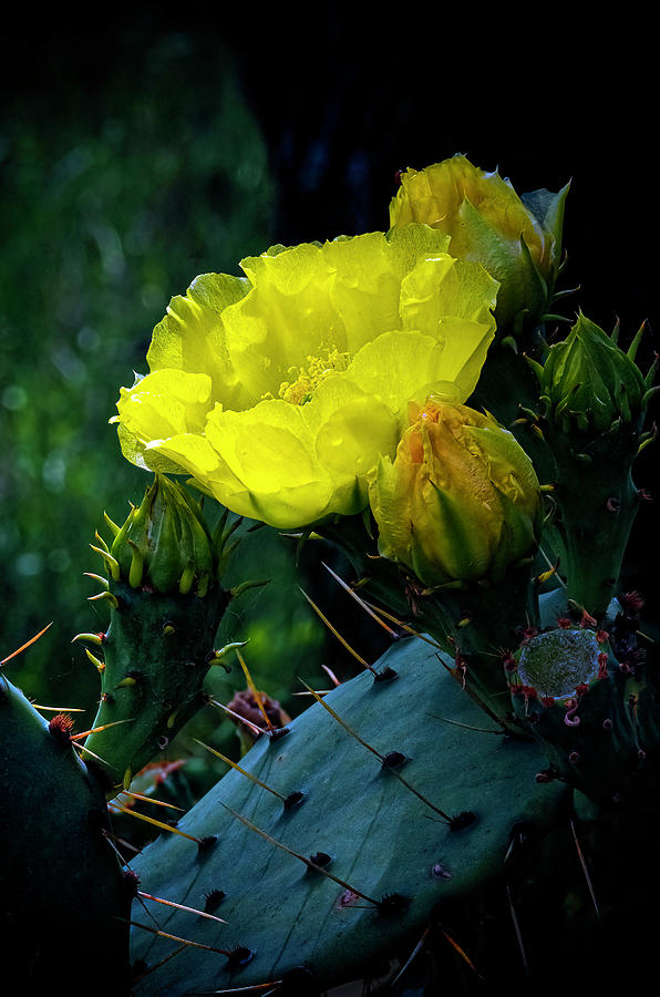 Prickly Pear Cactus Flower Photograph