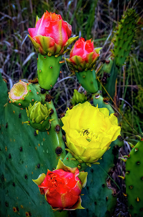 Prickly Pear Cactus Flowers 2014 Photograph