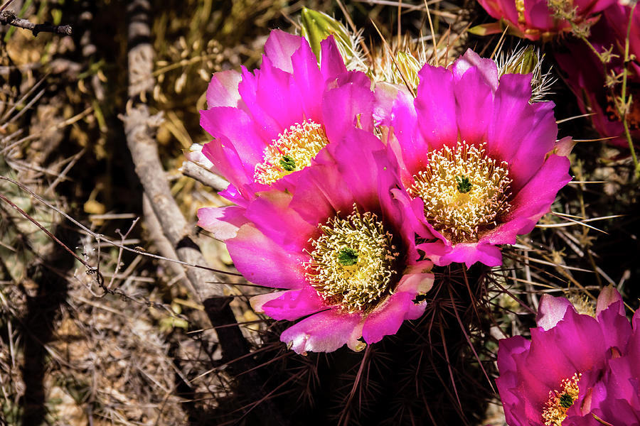 Prickly pear cactus flowers Photograph by Craig A Walker