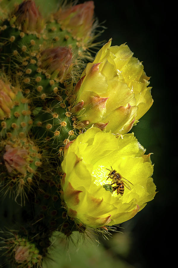 Prickly Pear Cactus Flowers  Photograph by Donald Pash