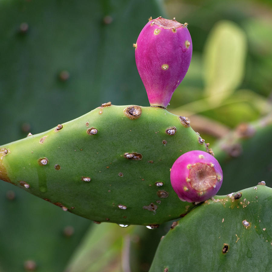 Prickly Pear Cactus Fruit Photograph by Bradford Martin