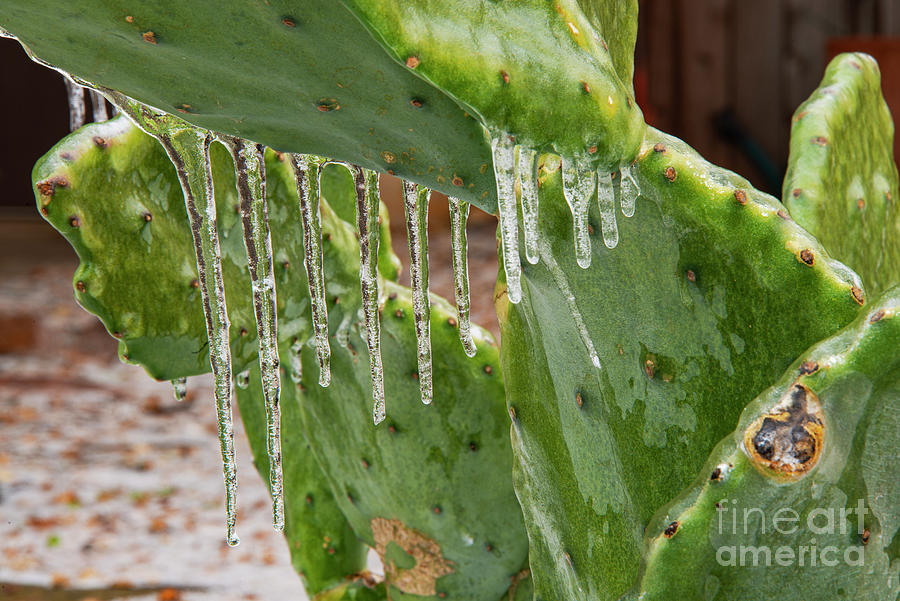 Prickly Pear Cactus Icicle Photograph by Bob Phillips