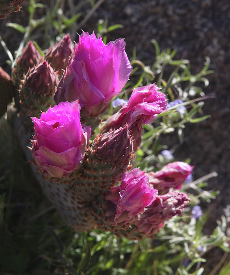 Prickly Pear Cactus in Bloom Photograph by William Dunigan