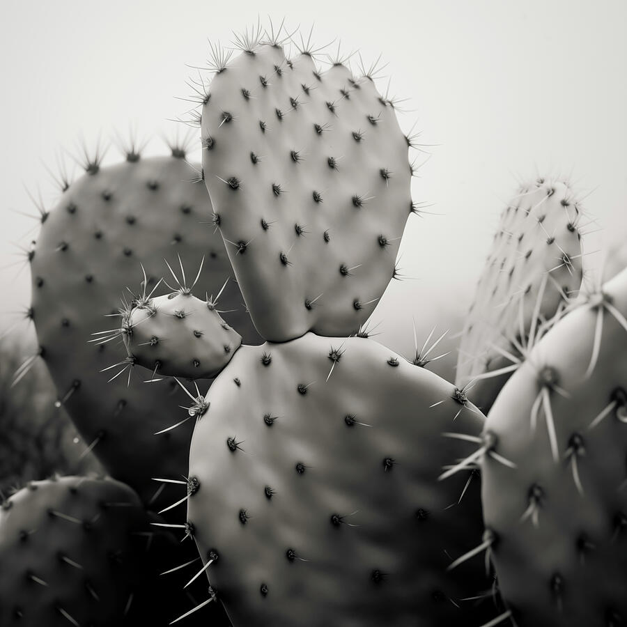 Black And White Digital Art - Prickly Pear Cactus in Fog by Yo Pedro