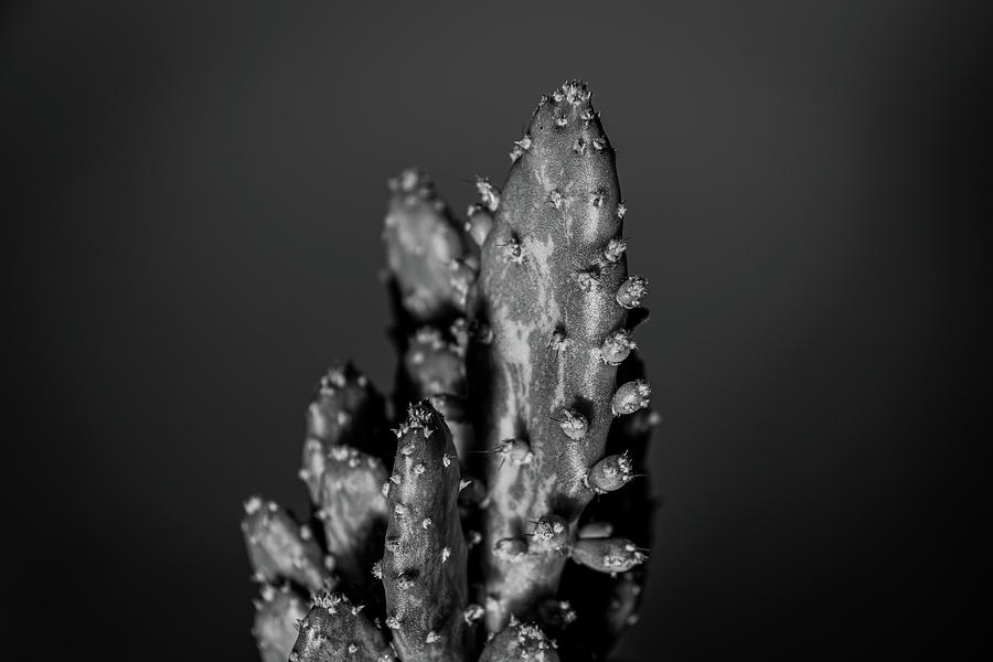 Prickly pear cactus in monochrome Photograph by Scott Lyons