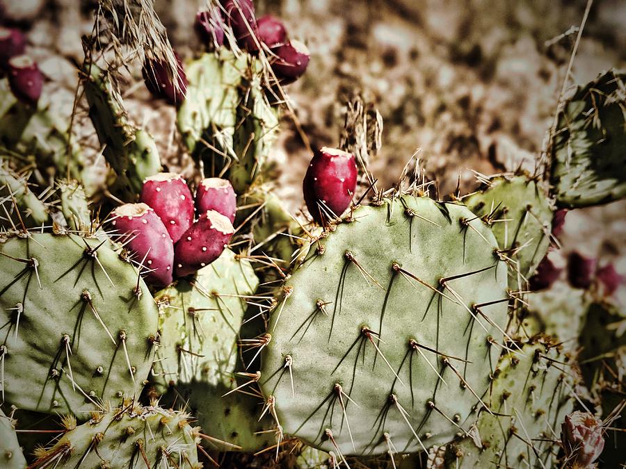 Prickly Pear Cactus Photograph by Mary Pille