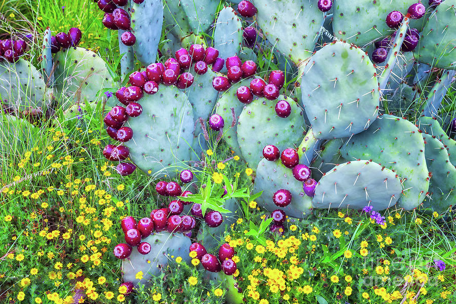 Prickly Pear Cactus Photograph by Mimi Ditchie