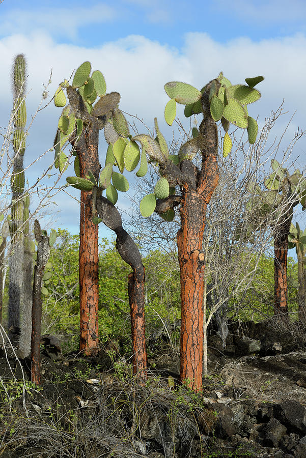 Prickly Pear cactus, Opuntia echios barringtonensis, Santa Cruz Island, Galapagos Islands, Ecuador Photograph by Kevin Oke