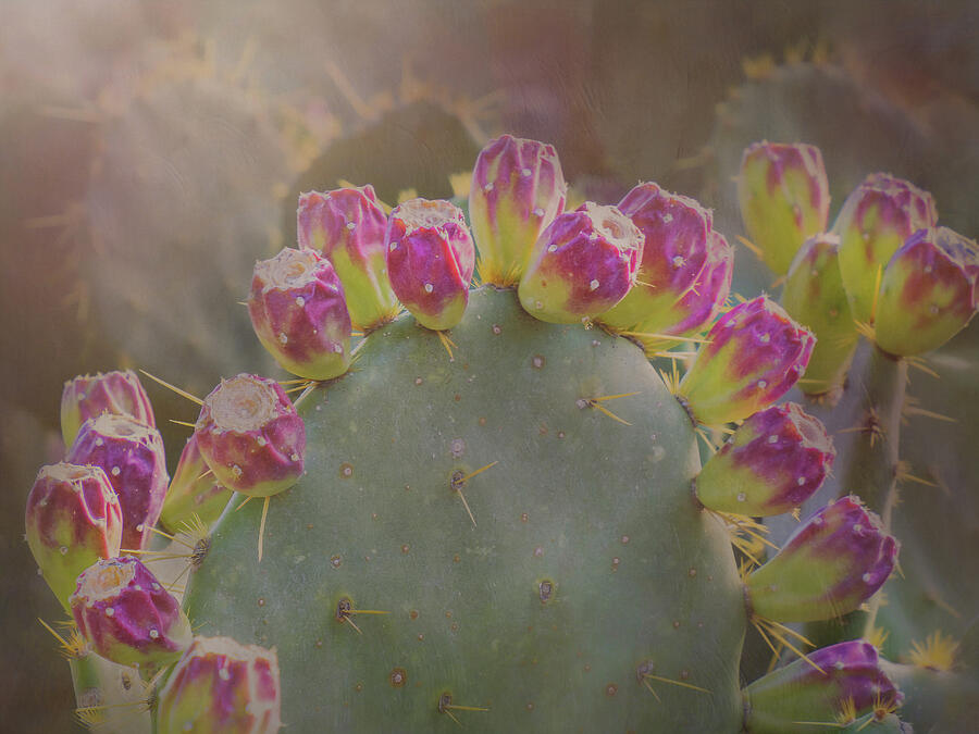 Nature Photograph - Prickly Pear Cactus  by Sylvia Goldkranz