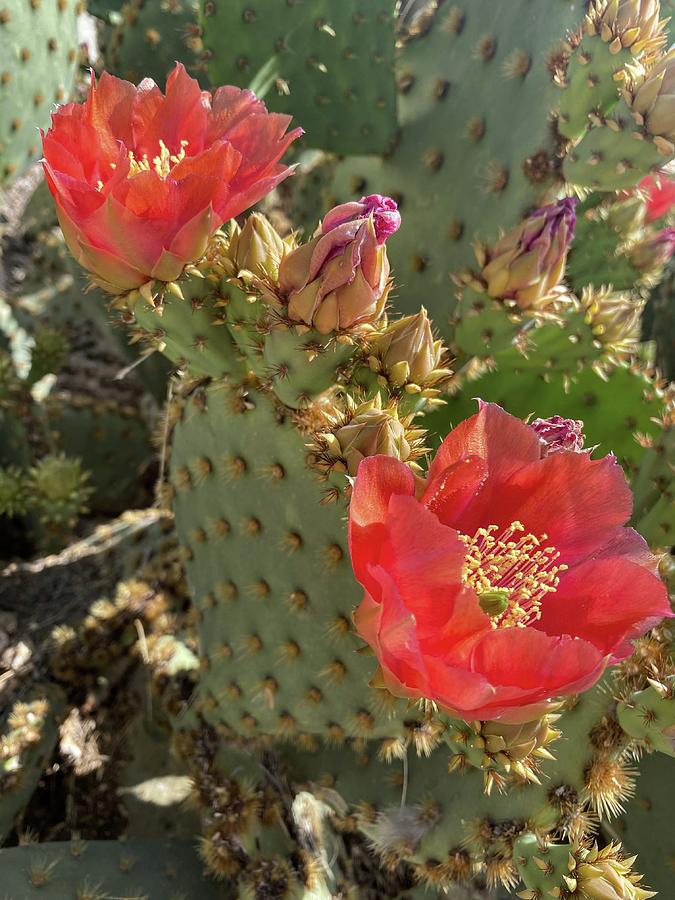 Prickly Pear Cactus with blooms Photograph by Jennifer Ramm - Fine Art ...