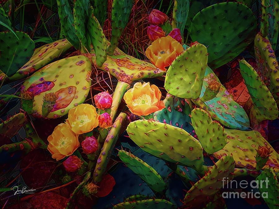 Prickly Pear Dreaming Photograph by Jon Burch Photography