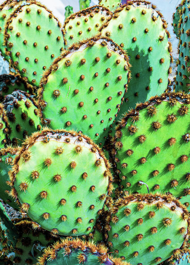 Prickly Pear  Photograph by Eric DaBreo