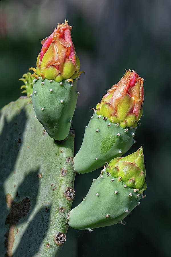 Prickly Pear Flower Buds Photograph by Fon Denton