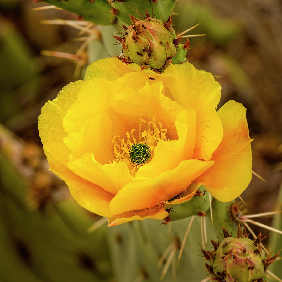 Flower Photograph - Prickly Pear Flower s20584 by Mark Myhaver
