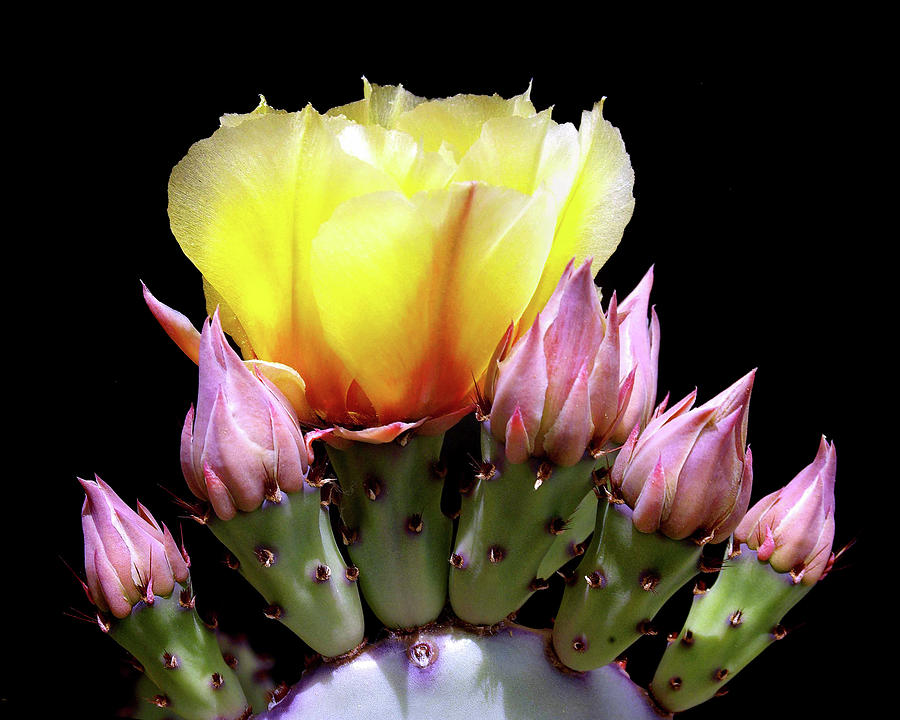 Tucson Photograph - Prickly Pear Flower With Buds by Douglas Taylor
