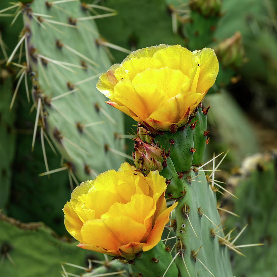 Prickly Pear Flowers s24338 Photograph by Mark Myhaver