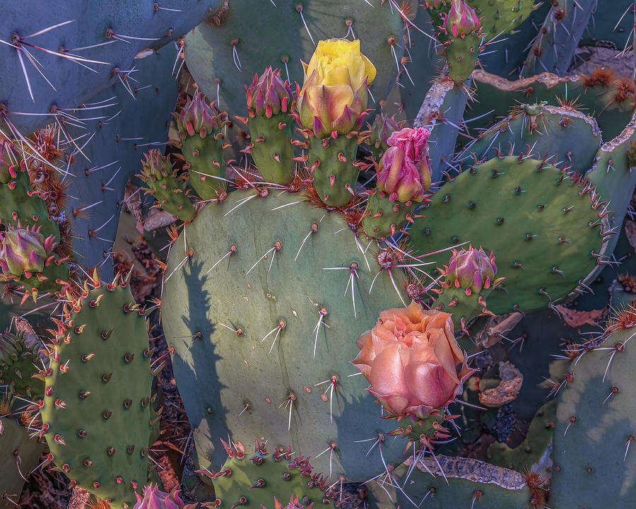 Prickly Pear Flowers with Strong Shadow Photograph by Janet Boebert ...