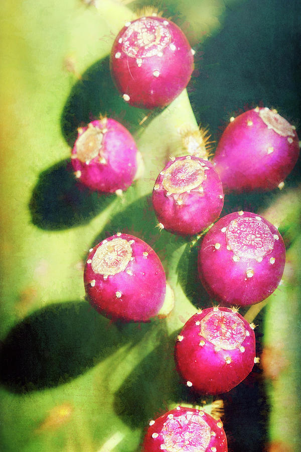 Prickly Pear Fruit Abstract  Photograph by Saija Lehtonen