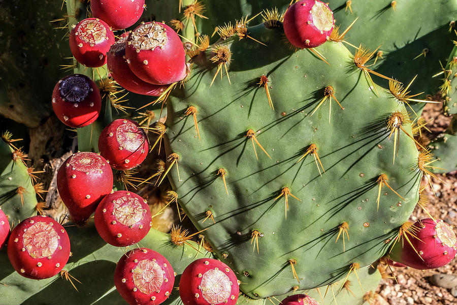Prickly Pear Fruit Photograph by Dawn Richards