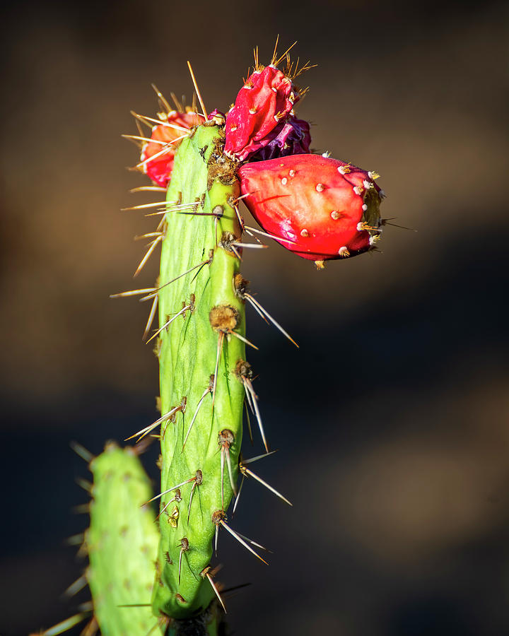 Prickly Pear Fruit v1944 Photograph by Mark Myhaver
