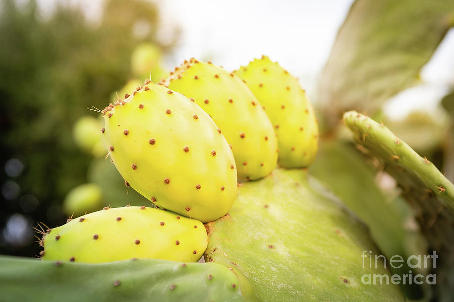 Prickly Pear Fruits On Pad Photograph