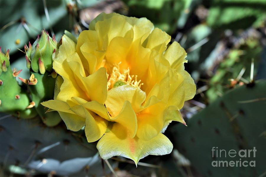 Prickly Pear Hidden Beauty Photograph by Janet Marie