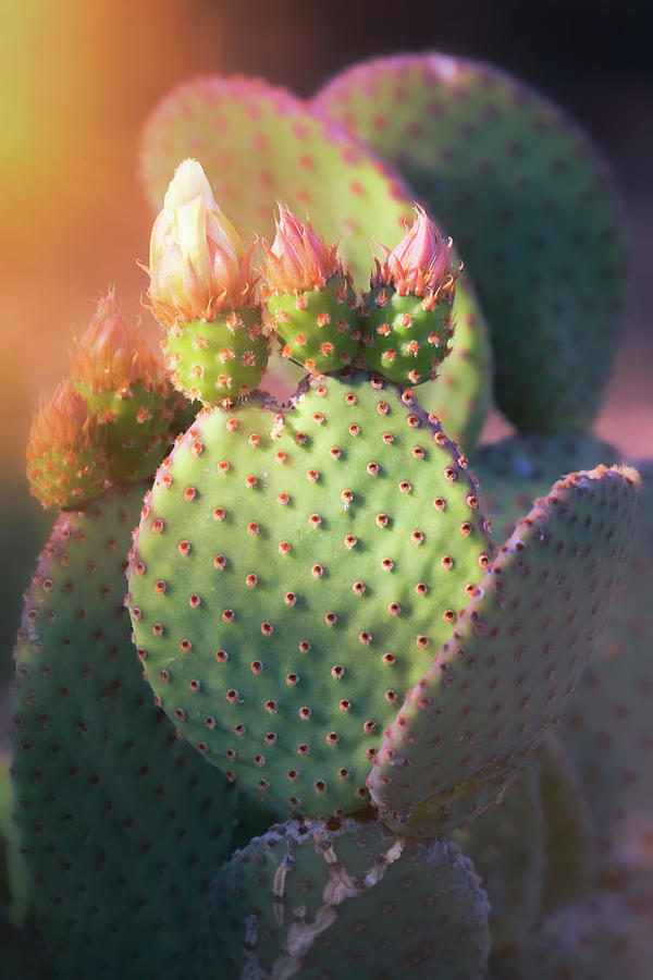 Prickly Pear In The Soft Light  Photograph by Saija Lehtonen