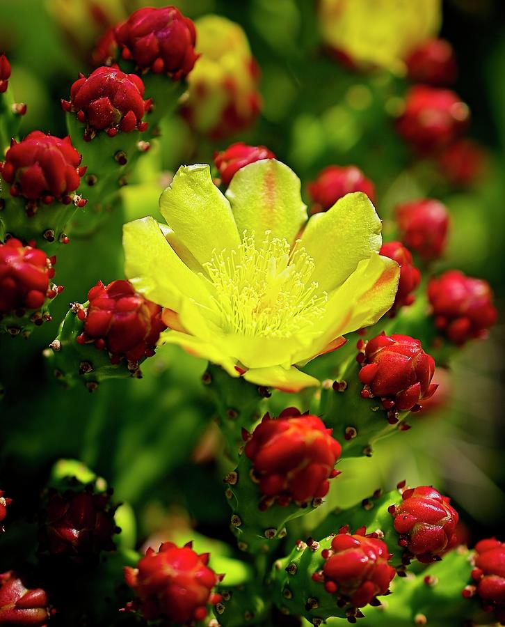 Prickly pear Photograph by Jay Binkly