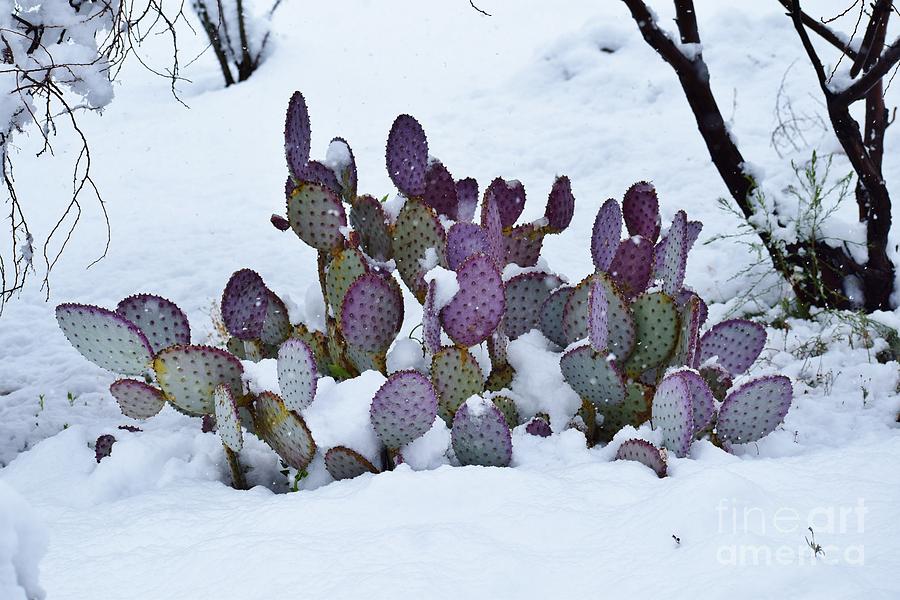 Prickly Pear Knee Deep In Snow Photograph by Janet Marie