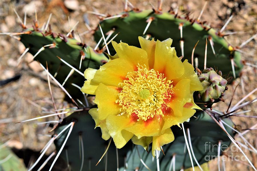 Prickly Pear On Pins and Needles Photograph by Janet Marie