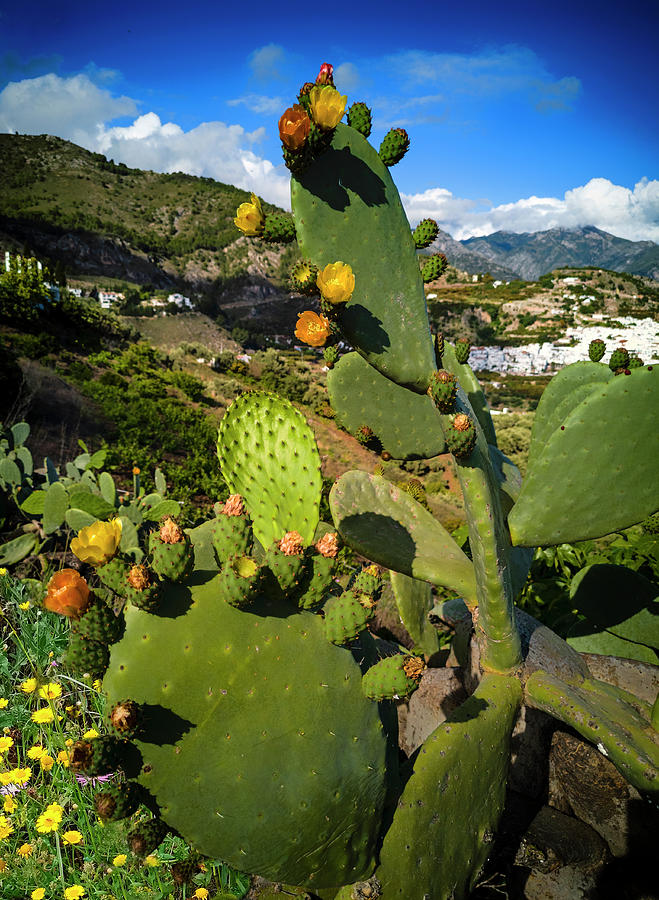 Prickly Pear, Opuntia, a genus in the cactus family, Cactaceae in its flowering stage, Andalucia, Sp Photograph by Panoramic Images