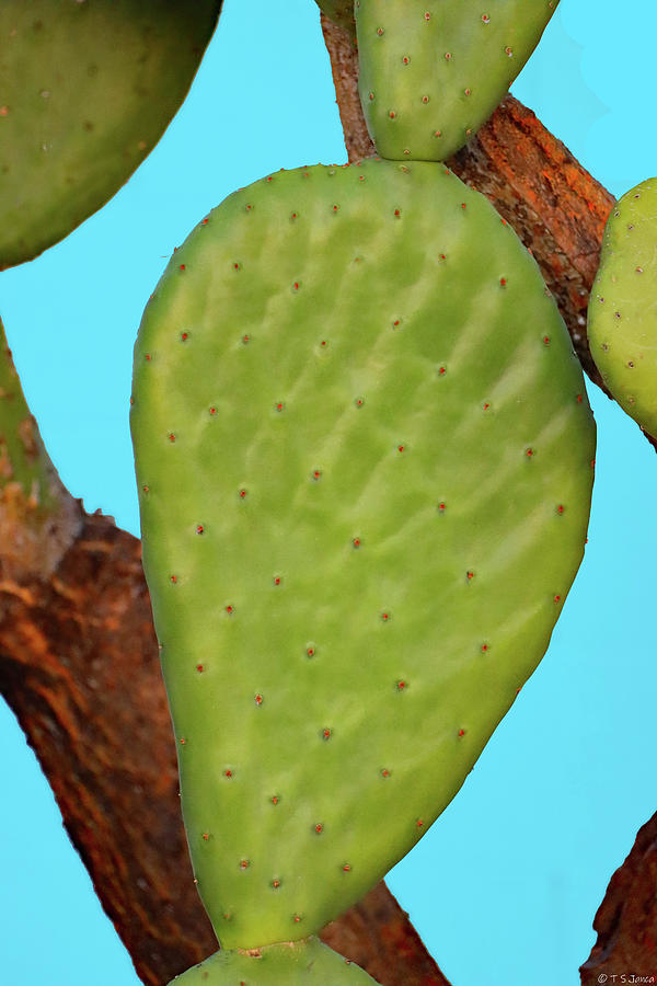 Prickly Pear Pad And Sky Digital Art by Tom Janca