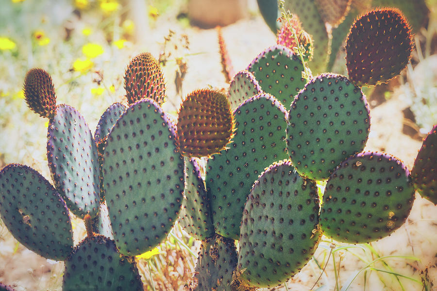 Prickly Pear Pads Abstract  Photograph by Saija Lehtonen