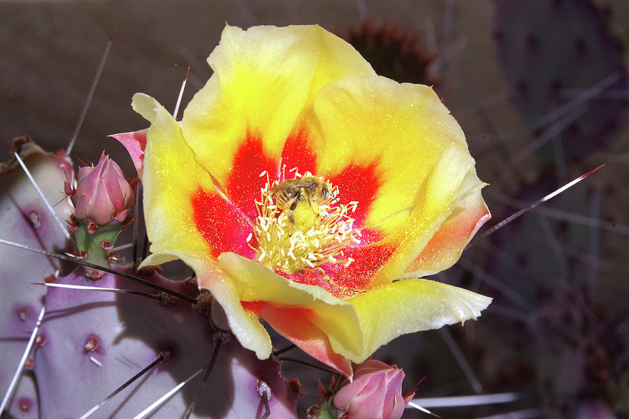 Spring Photograph - Prickly Pear Pollinator by Douglas Taylor
