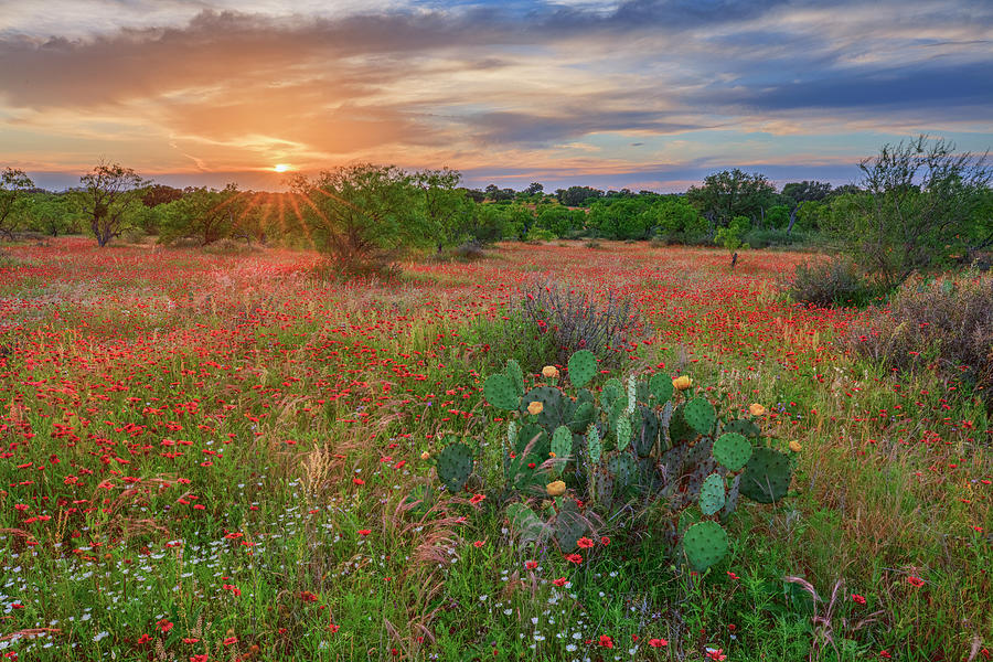 Prickly Pear Sunset in the Texas Hill Country 5011 Photograph by Rob Greebon