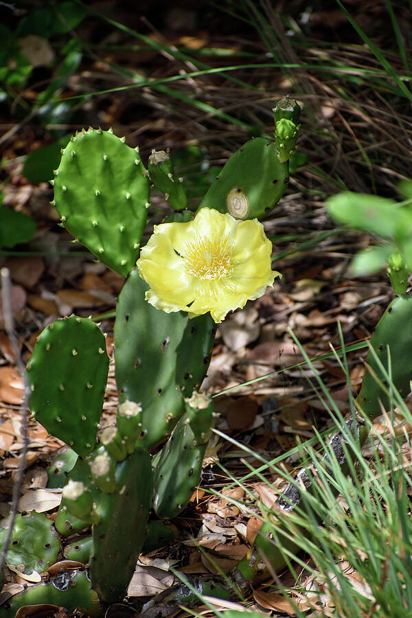 Prickly Pear Photograph by Thierry Lach Prickly Pear Photograph by Thierry Lach