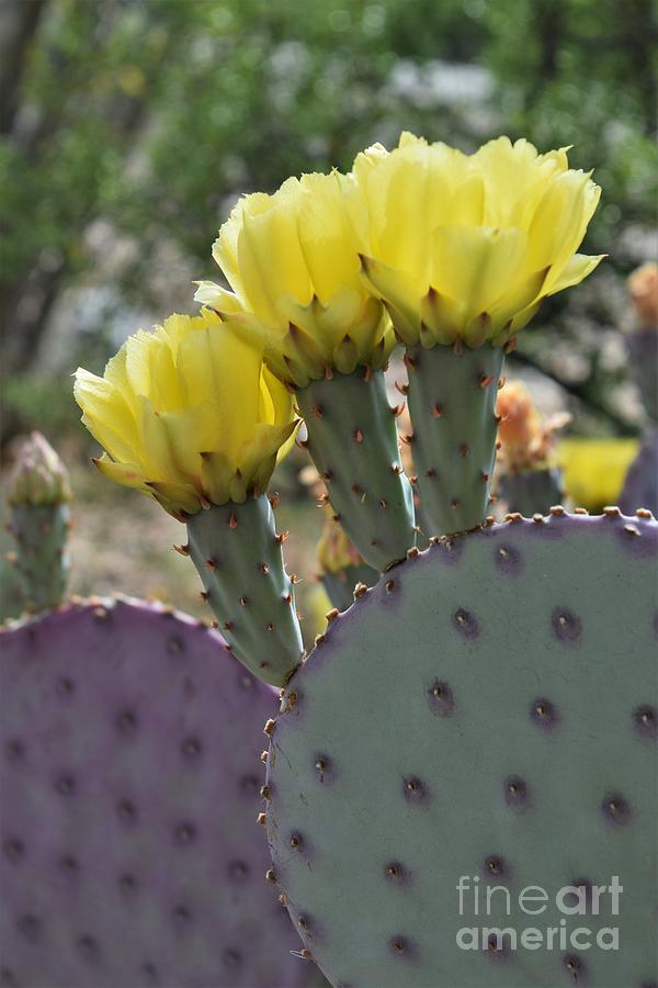 Prickly Pear Triplicity Treat Photograph by Janet Marie