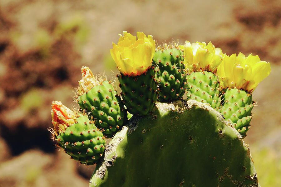 Prickly pear yellow cactus flower Photograph by Carolina Reina - Fine ...